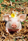PIG 02 LS0042 01
Piglet Sitting In Leaves With Flower On Head