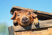 PIG 02 LS0044 01
Piglet Peeking Out Of Wooden Crate Blue Sky