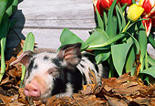 PIG 02 LS0045 01
Piglet Laying On Leaves By Flowers