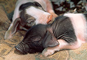 PIG 02 LS0046 01
Two Piglets Sleeping On Burlap Sack
