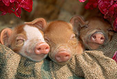 PIG 02 LS0047 01
Three Piglets Sleeping In Burlap Sack