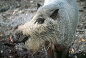 PIG 02 LS0048 01
Cloe-Up Of Bearded Pig Asia
