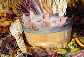 PIG 02 LS0049 01
Three Piglets Sitting In Basket By Corn And Gourds
