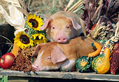 PIG 02 LS0050 01
Two Piglets Sleeping On Wooden Table By Corn And Gourds