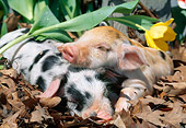 PIG 02 LS0051 01
Two Piglets Sleeping In Fallen Leaves By Daffodil