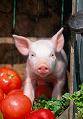 PIG 02 LS0053 01
Piglet Standing In Crate With Tomatoes
