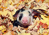 PIG 02 LS0055 01
Piglet Laying In Fallen Leaves