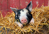 PIG 02 LS0057 01
Piglet Peeking Out Of Straw In Wooden Barrel