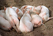 PIG 02 RC0001 01
Group Of Piglets Sleeping Together On Dirt