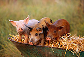 PIG 02 RK0001 12
Yorkshire Duroc And Mixed-Breed Pigs Sitting In Wheelbarrow Full Of Hay