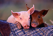 PIG 02 RK0002 01
Head Shots Of A Yorkshire And Duroc Pigs Together On Plaid Blanket