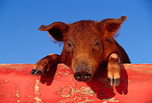 PIG 02 RK0007 07
Head Shot Of Duroc Pig Peeking Over Red Fence Facing Camera Blue Sky