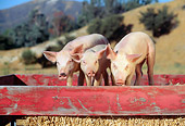 PIG 02 RK0009 01
Three Yorkshire Pigs Standing In Red Box With Hay Dry Grass Hill Tree Mountains