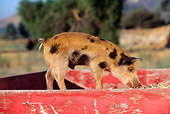 PIG 02 RK0012 03
Mixed-Breed Spotted Pig Standing In Red Box By Field Trees