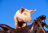 PIG 02 RK0022 01
Yorkshire Pig Standing On Saddle Blue Sky