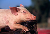 PIG 02 RK0023 04
Head Shot Of Yorkshire Pig Leaning On Saddle Profile