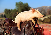 PIG 02 RK0026 04
Yorkshire Pig Sitting On Saddle Blue Sky