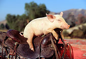 PIG 02 RK0026 05
Yorkshire Pig Sitting On Saddle Blue Sky