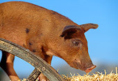 PIG 02 RK0030 02
Close Up Of Duroc Pig Standing On Hay By Wooden Wheel Blue Sky