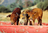 PIG 02 RK0036 10
Two Duroc And Spotted Pigs Standing In Red Box