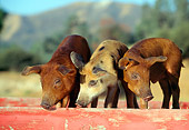 PIG 02 RK0036 12
Two Duroc And Spotted Pigs Standing In Red Box