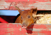 PIG 02 RK0037 10
Head Shot Of Duroc Pig Peeking Through Fence With Hay