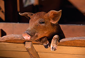 PIG 02 RK0039 01
Head Shot Of Duroc Pig Leaning Over Wood