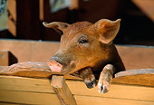 PIG 02 RK0040 01
Duroc Pig Peeking From Feed Trough