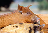PIG 02 RK0044 02
Duroc And Mixed-Breed Pig Standing In Feed Pen