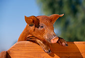 PIG 02 RK0052 03
Head Shot Of Duroc Pig Leaning Over Wooden Bench