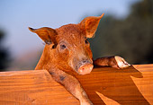 PIG 02 RK0052 11
Head Shot Of Duroc Pig Leaning Over Wooden Bench