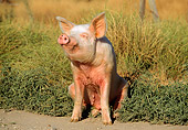 PIG 02 RK0063 07
Yorkshire Pig Sitting On Shrubs