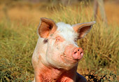 PIG 02 RK0064 01
Close-Up Of Yorkshire Pig Sitting In Field