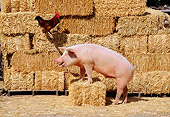 PIG 02 RK0068 05
Profile View Of Yorkshire Pig Stepping On Hay Bale