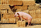 PIG 02 RK0068 14
Profile View Of Yorkshire Pig Stepping On Hay Bale