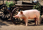 PIG 02 RK0070 06
Yorkshire Pig Standing On Dirt By Old Carriage