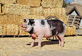 PIG 02 RK0075 01
Spotted Pig Standing By Hay Bales