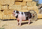 PIG 02 RK0075 08
Spotted Pig Standing By Hay Bales