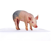 PIG 02 RK0094 05
Pig Standing On White Seamless Background