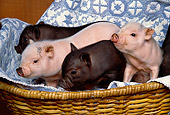PIG 02 RK0107 01
A Group Of Vietnamese Pot Belly Baby Pigs In A Basket