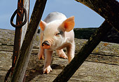PIG 02 RK0128 04
Pig Standing On Wooden Planks By Wagon Wheel