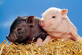 PIG 02 RK0134 06
Two Vietnamese Pot-Bellied  Piglets Laying On Hay Bale