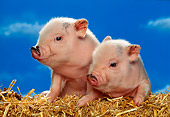PIG 02 RK0134 15
Two Vietnamese Pot-Bellied  Piglets Laying On Hay Bale