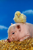 PIG 02 RK0135 09
Vietnamese Pot Bellied Pig And Chick On Hay Blue Sky Background Studio