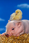 PIG 02 RK0135 10
Vietnamese Pot Bellied Pig And Chick On Hay Blue Sky Background Studio