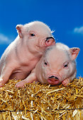 PIG 02 RK0137 04
Two Vietnamese Pot Belly Piglets Sitting On Hay Blue Sky Studio