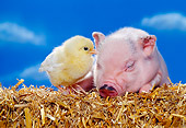 PIG 02 RK0139 03
Vietnamese Pot Bellied Pig And Chick On Hay Blue Sky