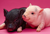 PIG 02 RK0140 03
Head Shot Of Two Vietnamese Pot Belly Piglets On Pink Seamless
