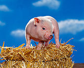 PIG 02 RK0142 01
Vietnamese Pot Belly Pig Standing On Top Of Hay Blue Sky Background Studio