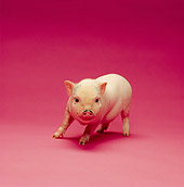 PIG 02 RK0145 01
Vietnamese Pot Belly Pig Standing On Pink Seamless